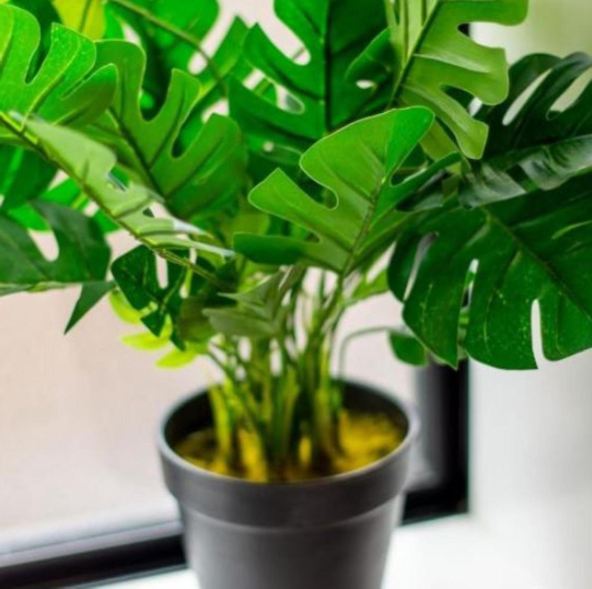 Gorgeous In Green - 2 Bed Central Oasis W/King Bed Christchurch Eksteriør billede