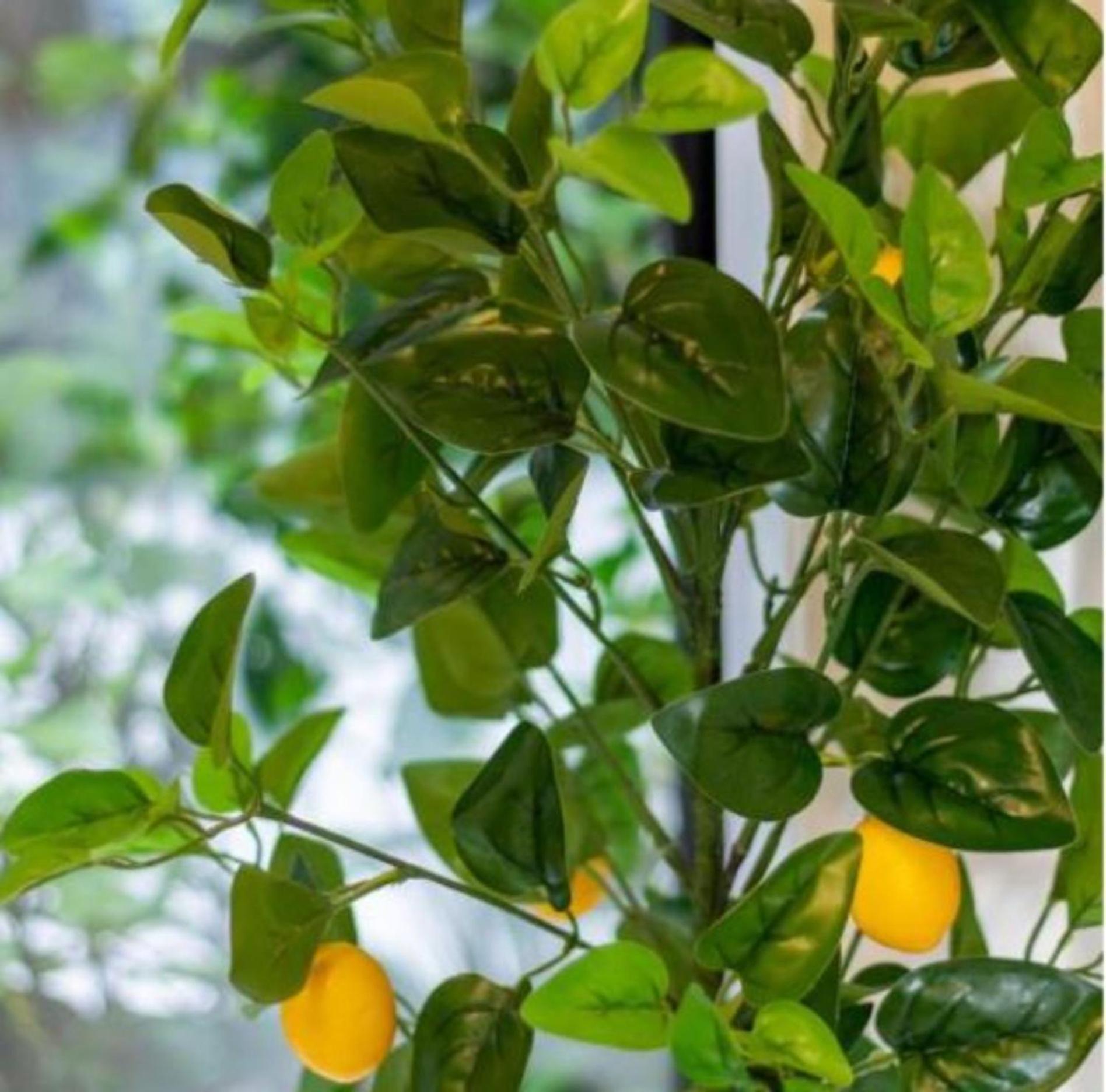 Gorgeous In Green - 2 Bed Central Oasis W/King Bed Christchurch Eksteriør billede